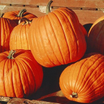 DIY Pumpkin Mask – Beauty Tips