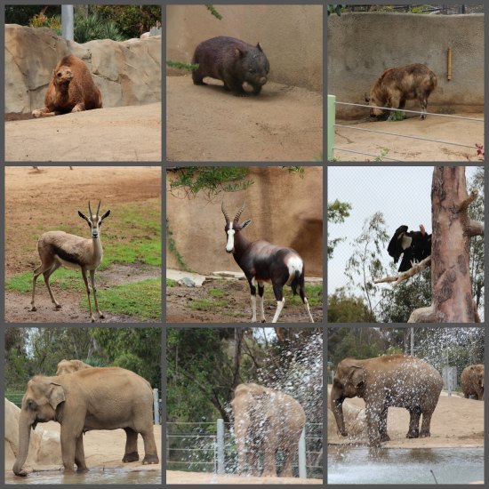 San diego wild animal park list animals