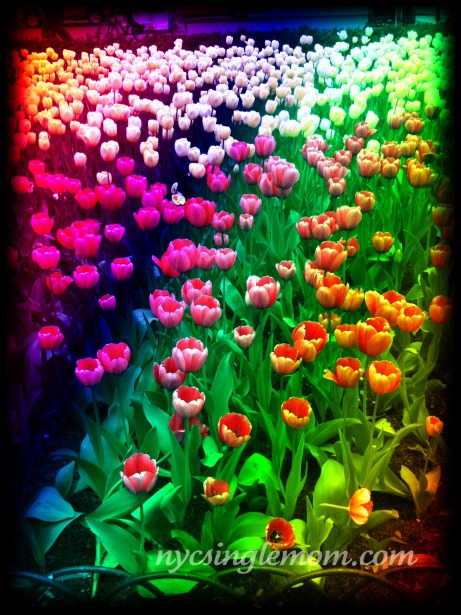 Bed of Tulips at the Pulitzer Fountain Outside the Plaza Hotel