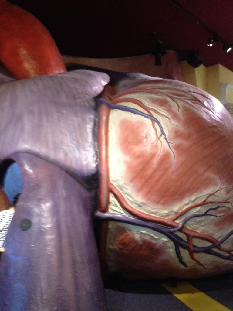 Franklin Institute - The Giant Heart Exhibit
