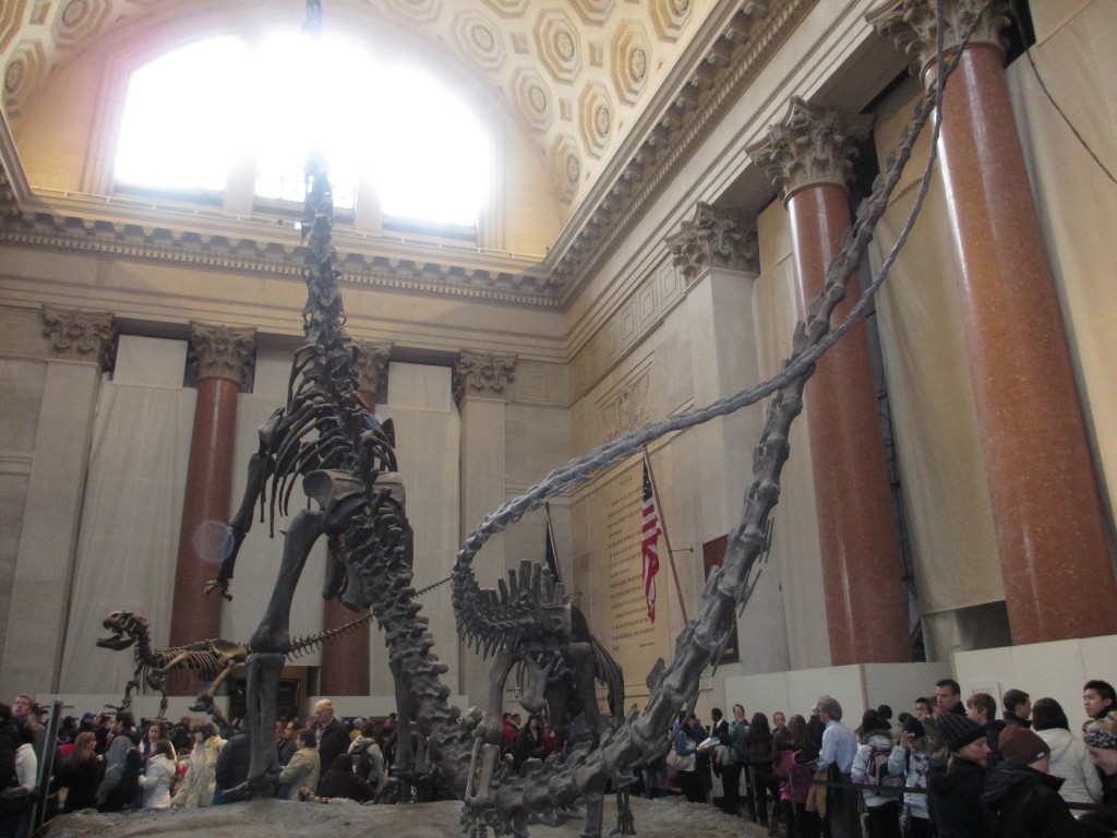 "American Museum of Natural History"