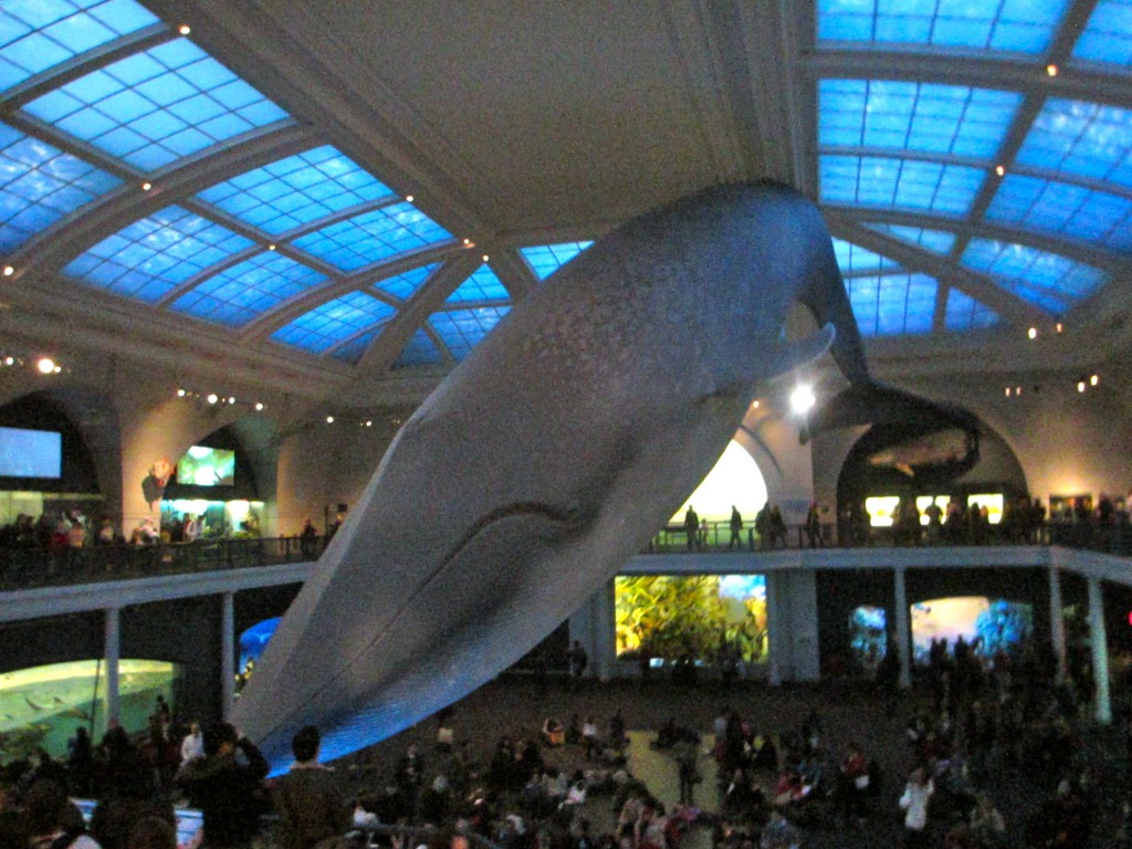 "Images of Blue Whale from American Museum of Natural History, American Museum of Natural History"