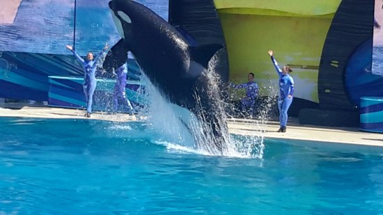 7 Must See Attractions at Sea World San Diego @SeaWorld- NYC Single Mom
