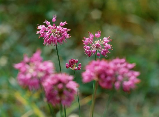 "wild flowers avoid during allergies"