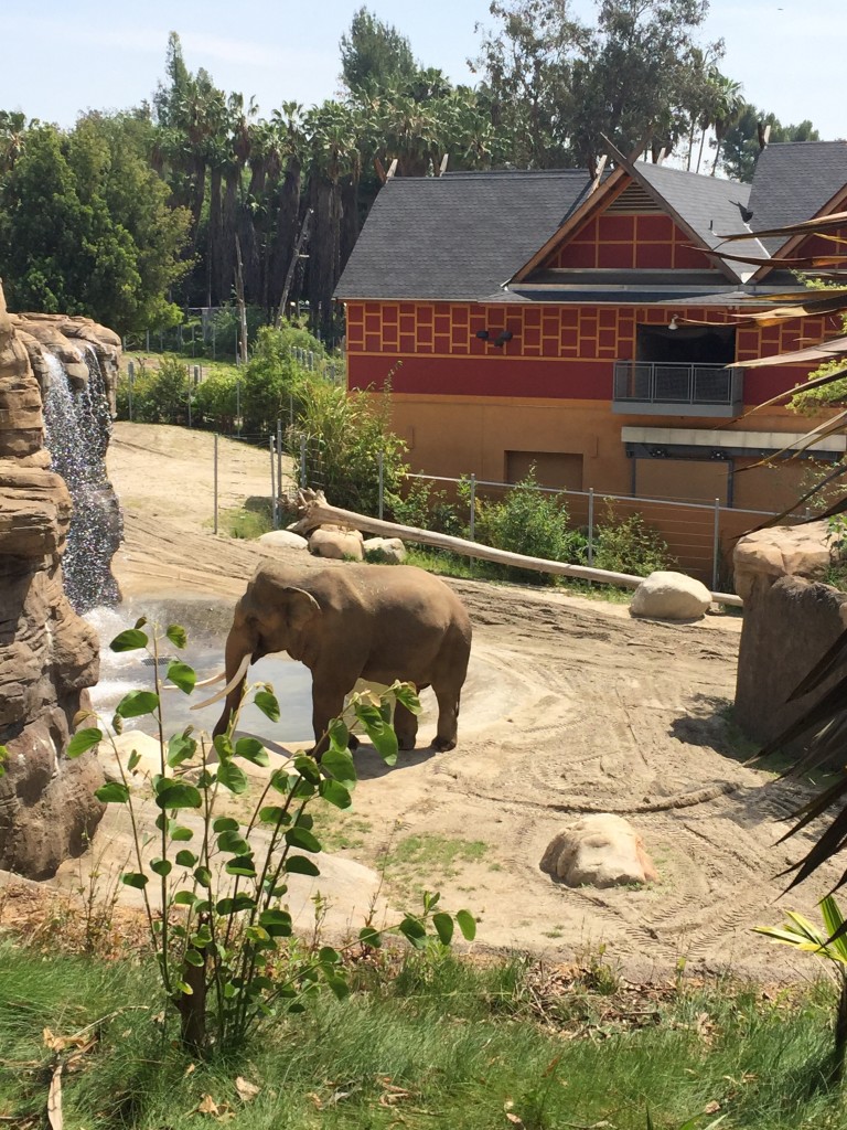 LA Zoo Elephants,uakari, LA Zoo, Los Angeles Zoo, Things to do in Los Angeles, monkey kingdom, Disneynature movies