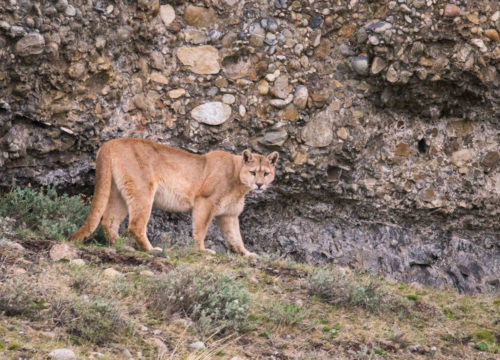 "World Best Photo Tours, Patagonia Puma - Credit Travel Vision Journeys"