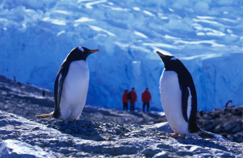 South Georgia Islands - Credit Adventure Life