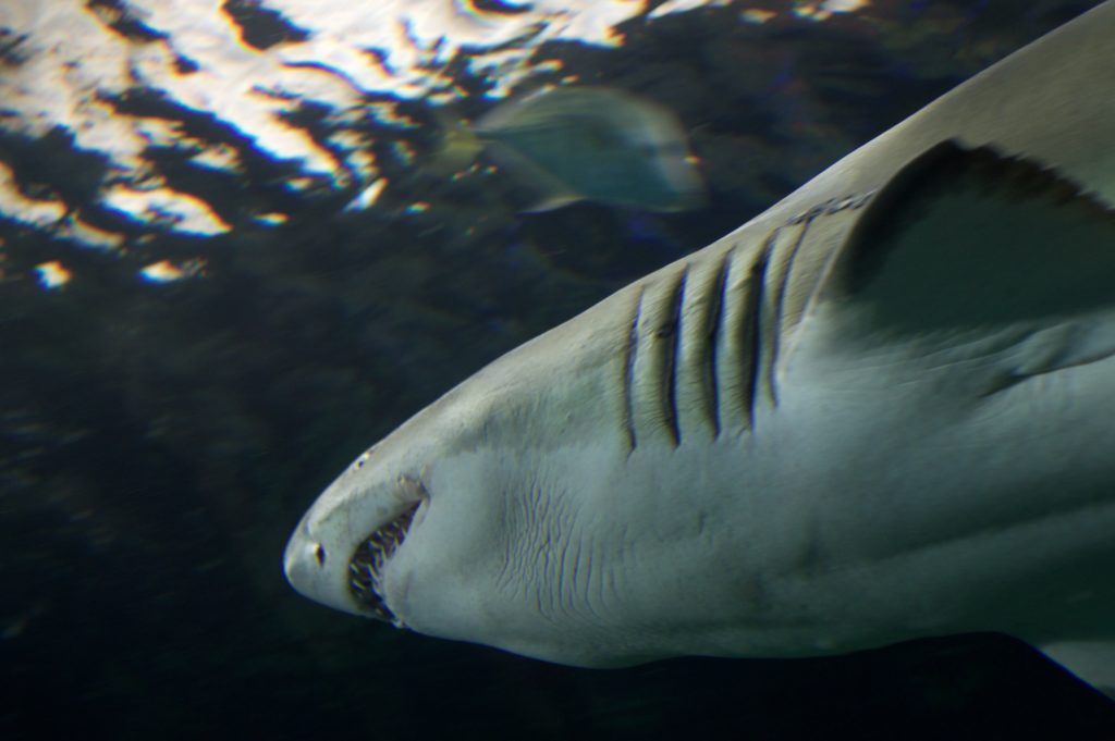aquarium-toronto-shark