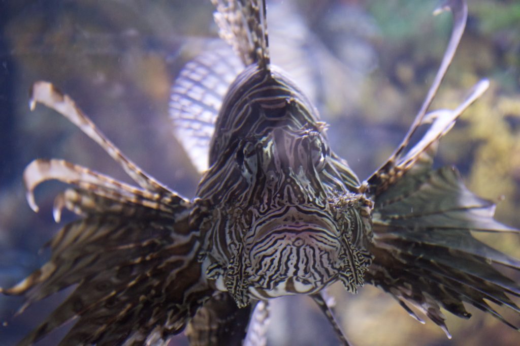 "royal Aquarium Toronto, devil scorpionfish"