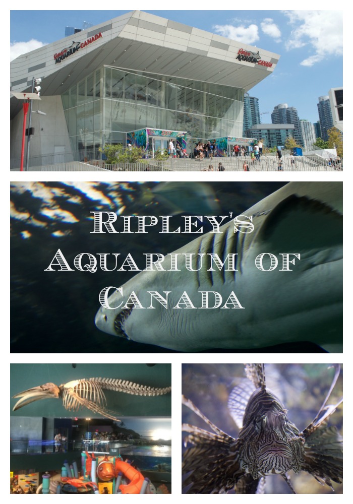 "ripleys aquarium of canada"