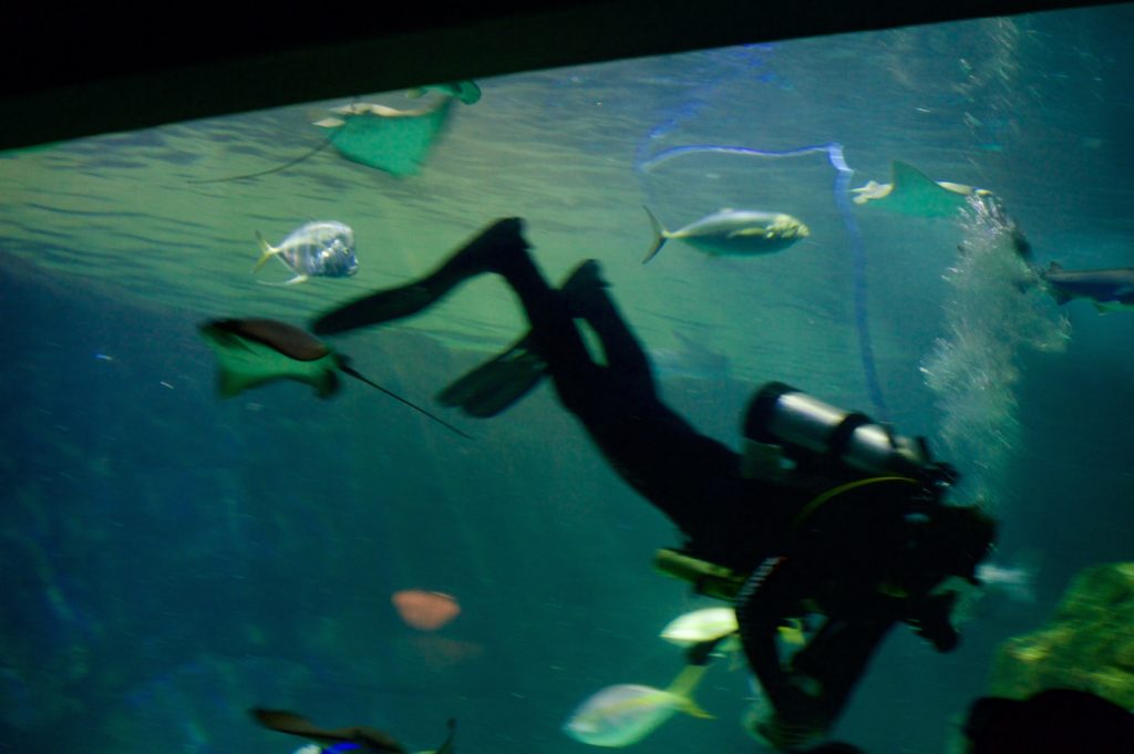 toronto-aquarium-dive-show