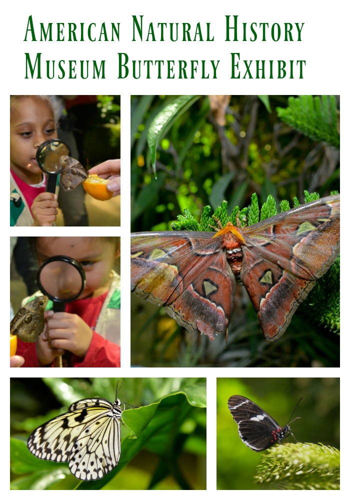 american-natural-history-museum-butterfly-exhibit