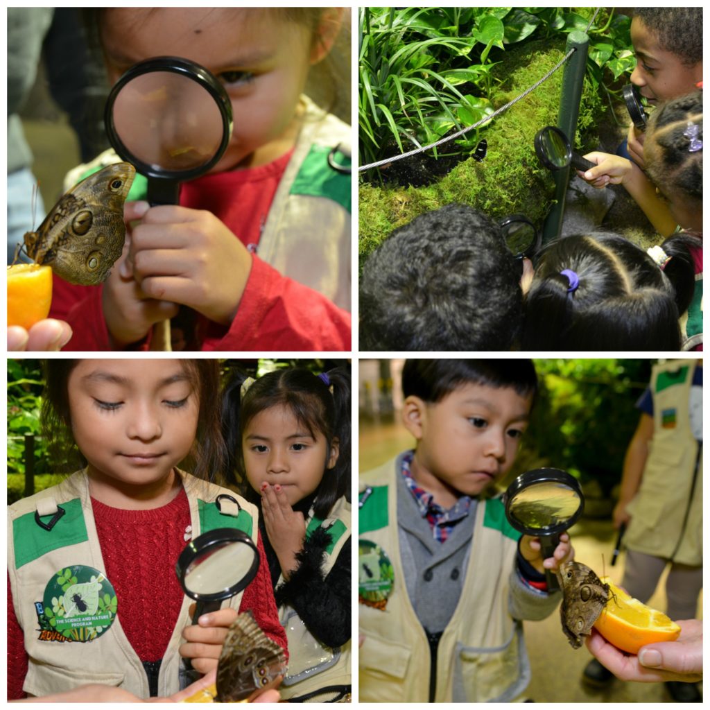 butterfly-exhibit-kids