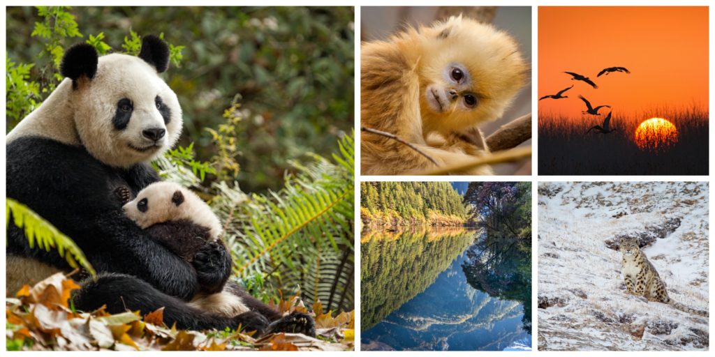 "Born in China, Disneynature"