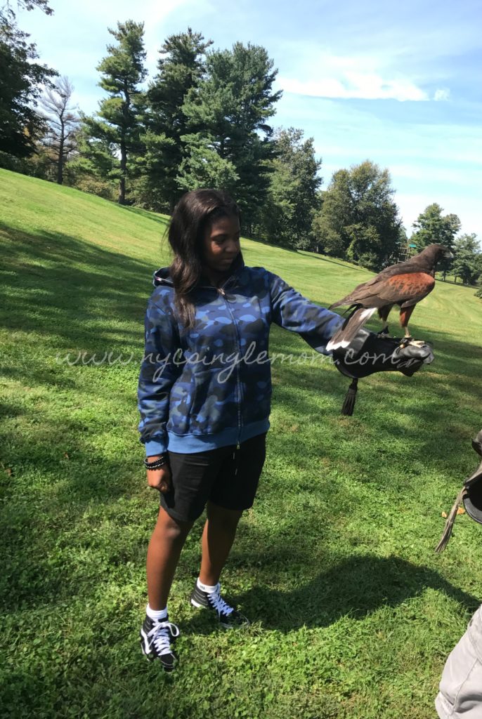 "Falconry Experience Hotel Hershey" Things to do in Hershey 