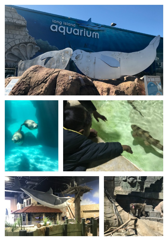 "Long Island Aquarium,Things to Do in East End Long Island"