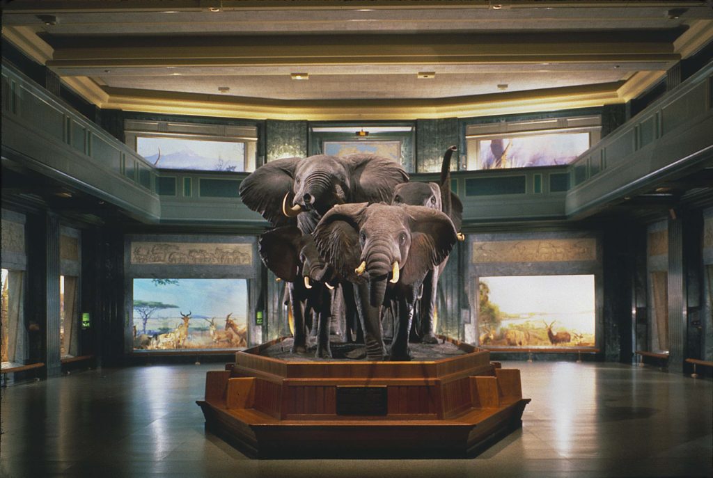 "American Museum of Natural History, Akeley Hall of African Mammals" 
