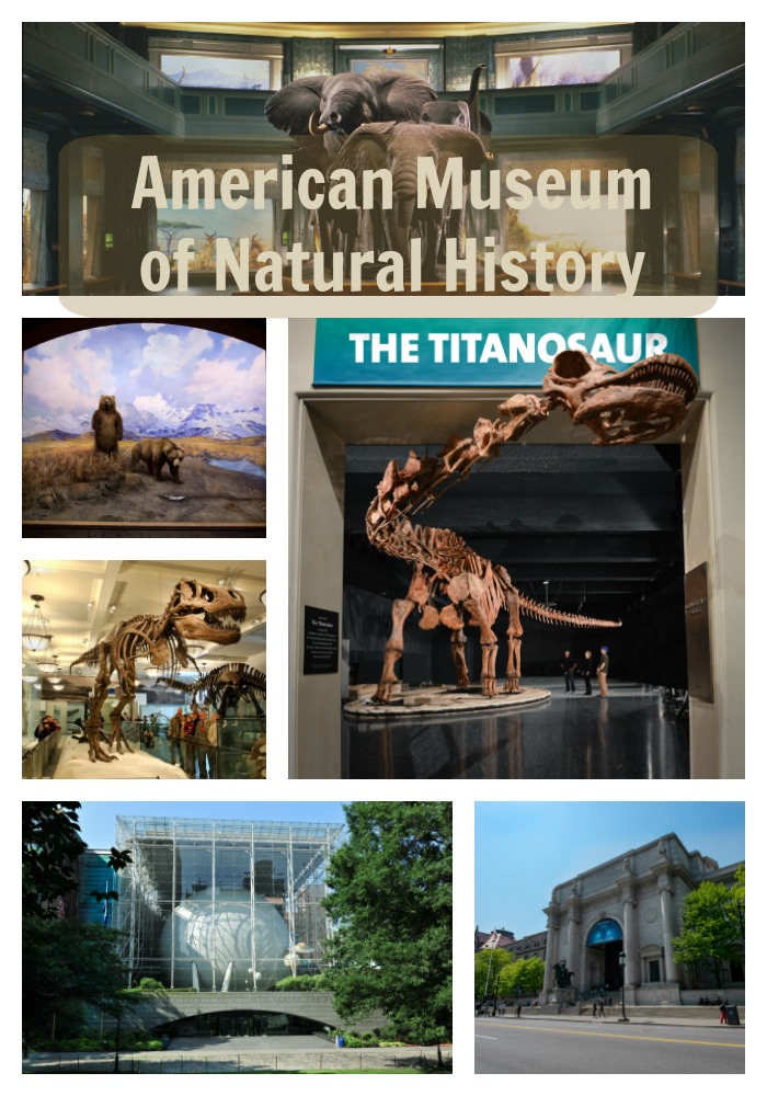 "American Museum of Natural History"