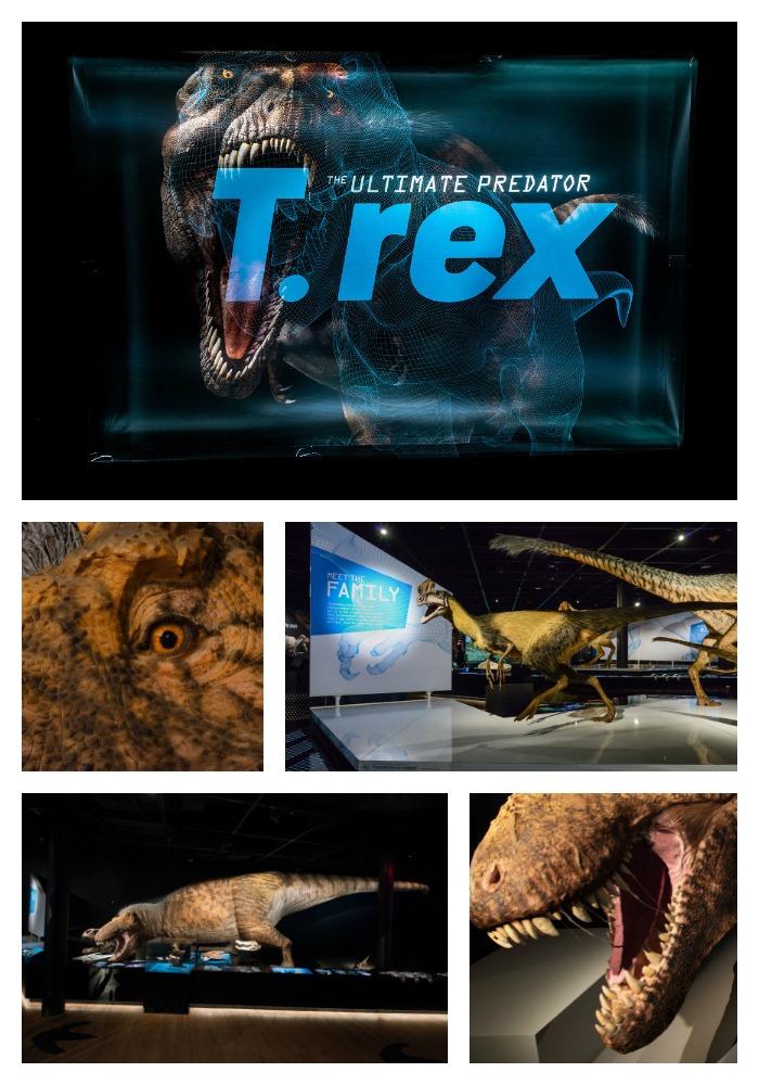 "T Rex Exhibit, Museum of Natural History"