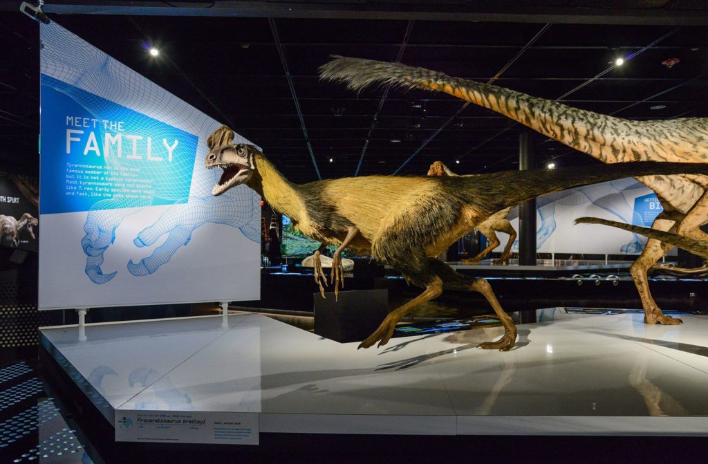 "T-rex Exhibition AMNH"