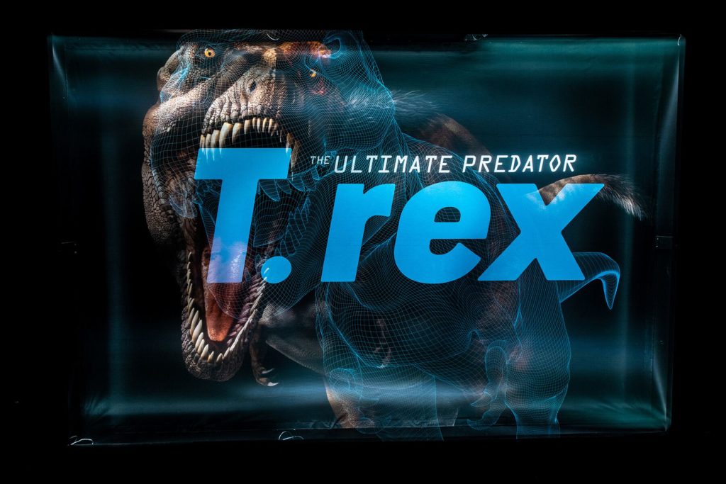 "T-Rex, AMNH"