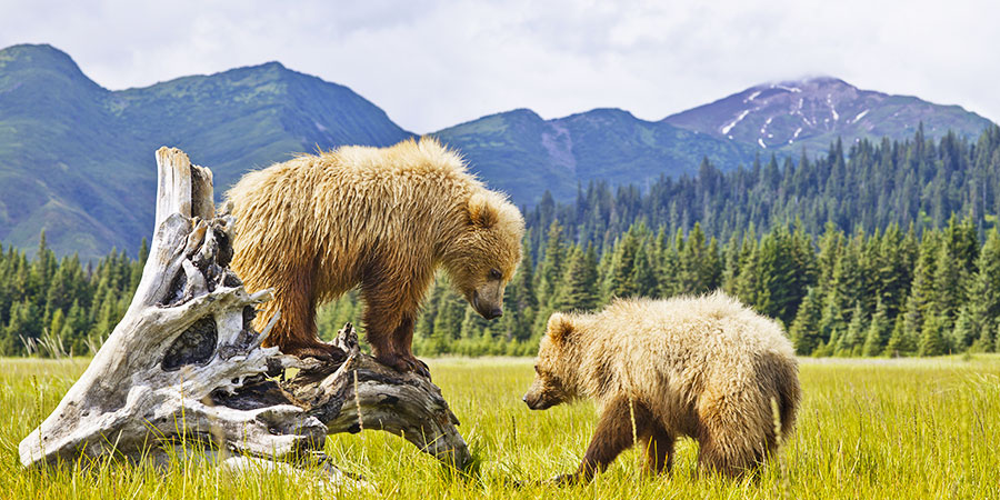 Denali Alaska