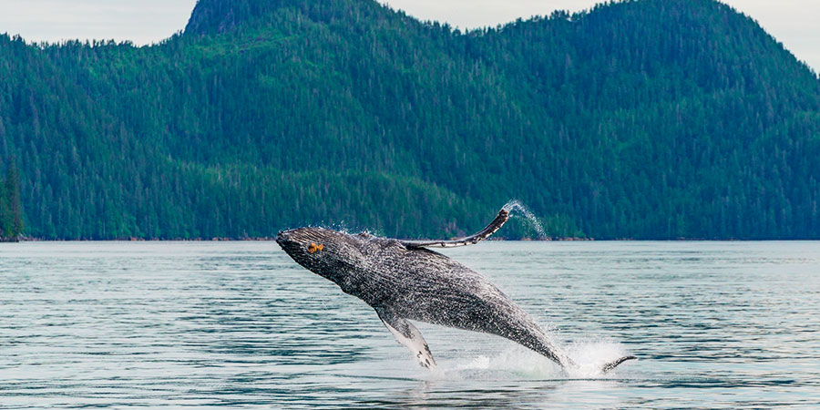 Spot wildlife in the Kenai Fjords National Park